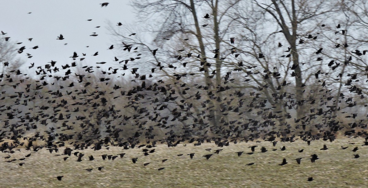 Common Grackle - ML214605171