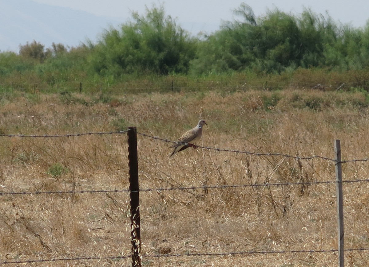 European Turtle-Dove - ML214605461