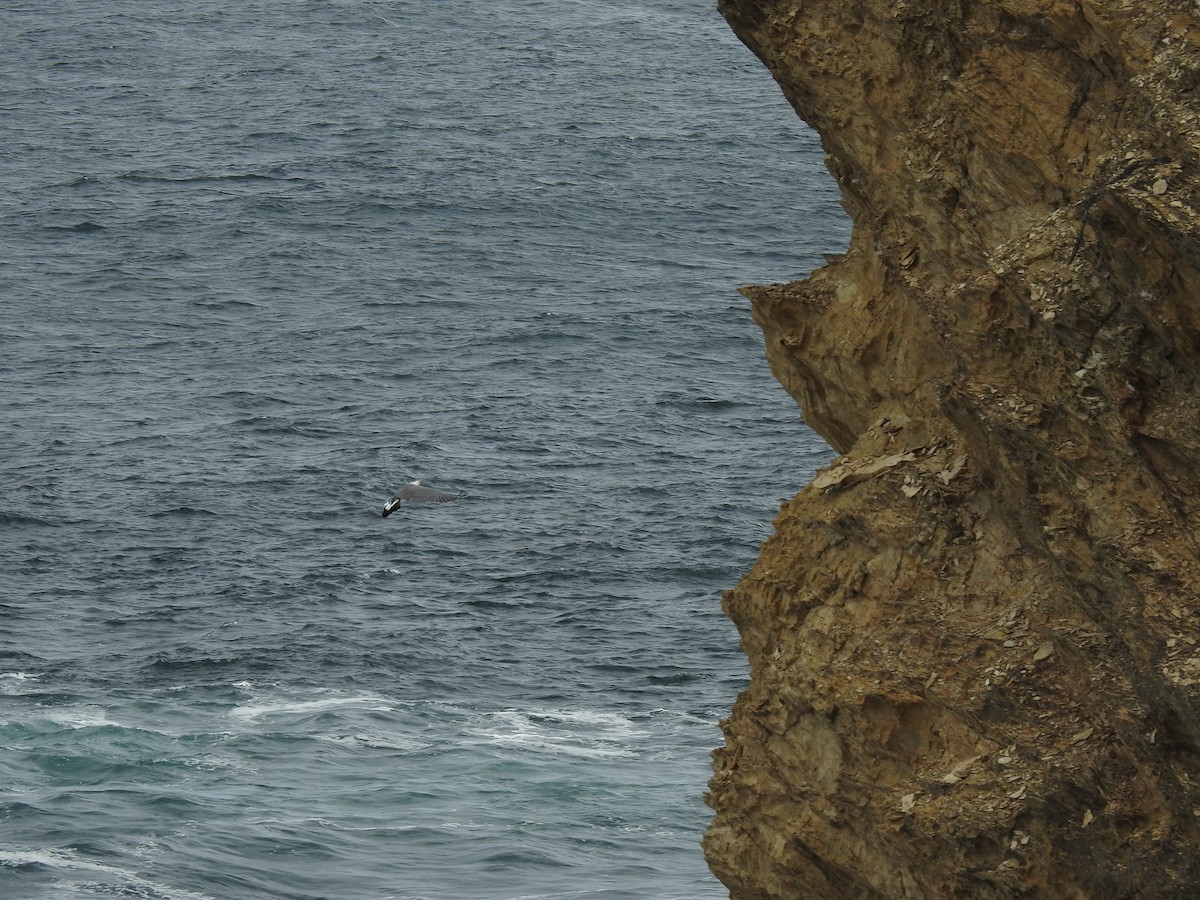 White-bellied Sea-Eagle - ML214605601