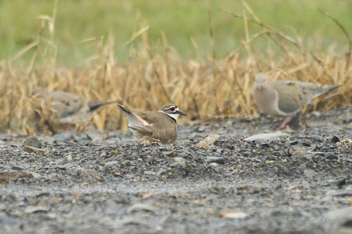 Killdeer - Lucien Lemay