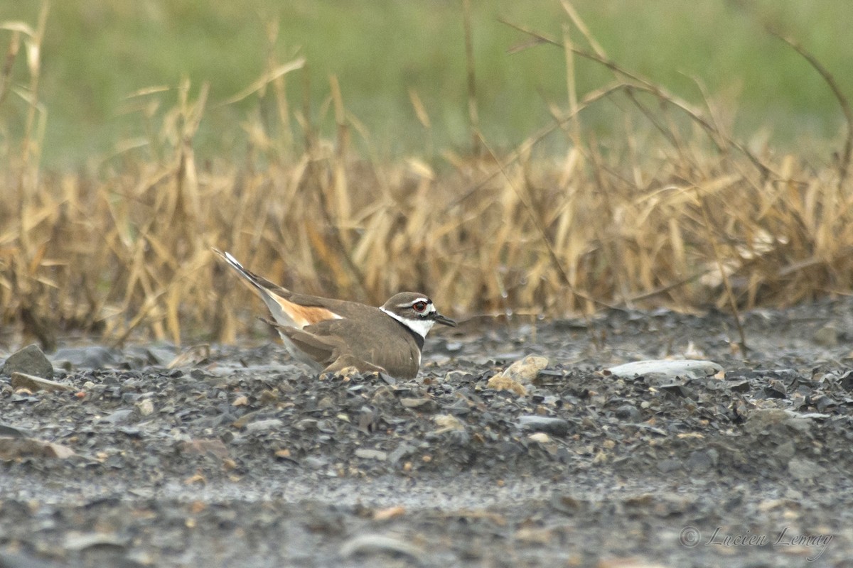 Killdeer - Lucien Lemay