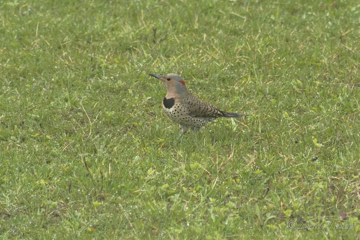 Northern Flicker - Lucien Lemay