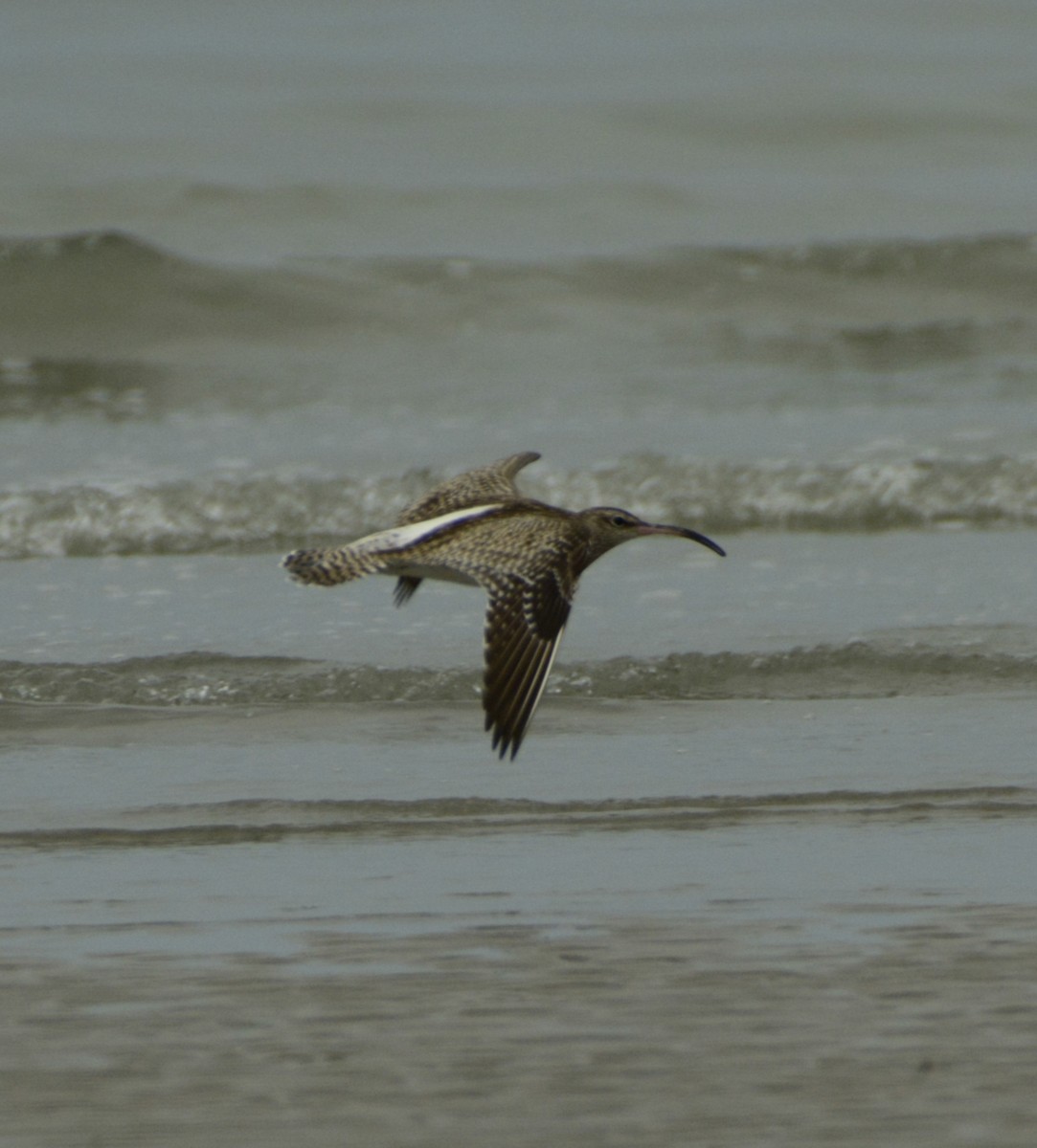 Whimbrel - SWARUP SAHA