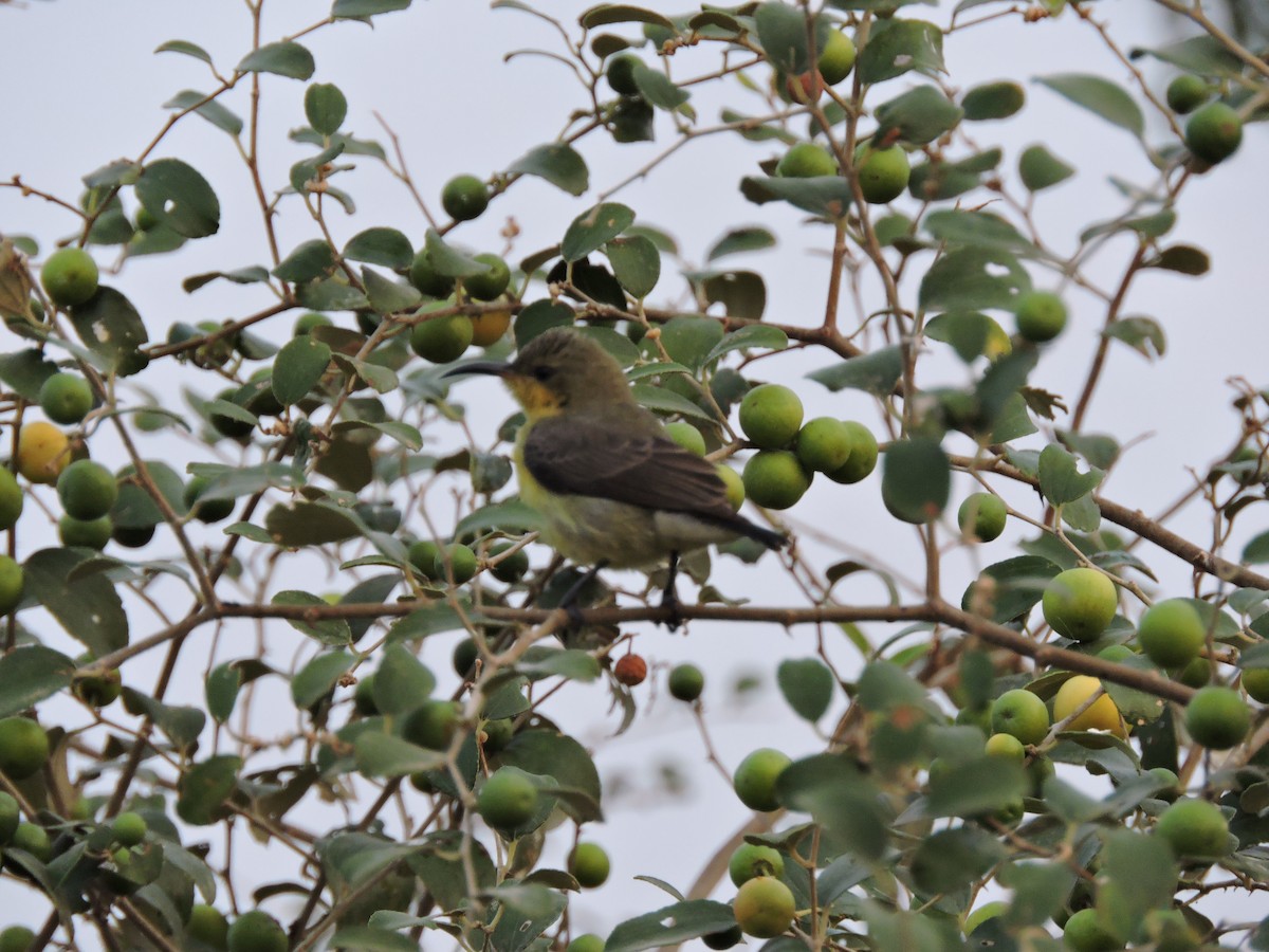 Нектаркові sp. (sunbird sp.) - ML21460931