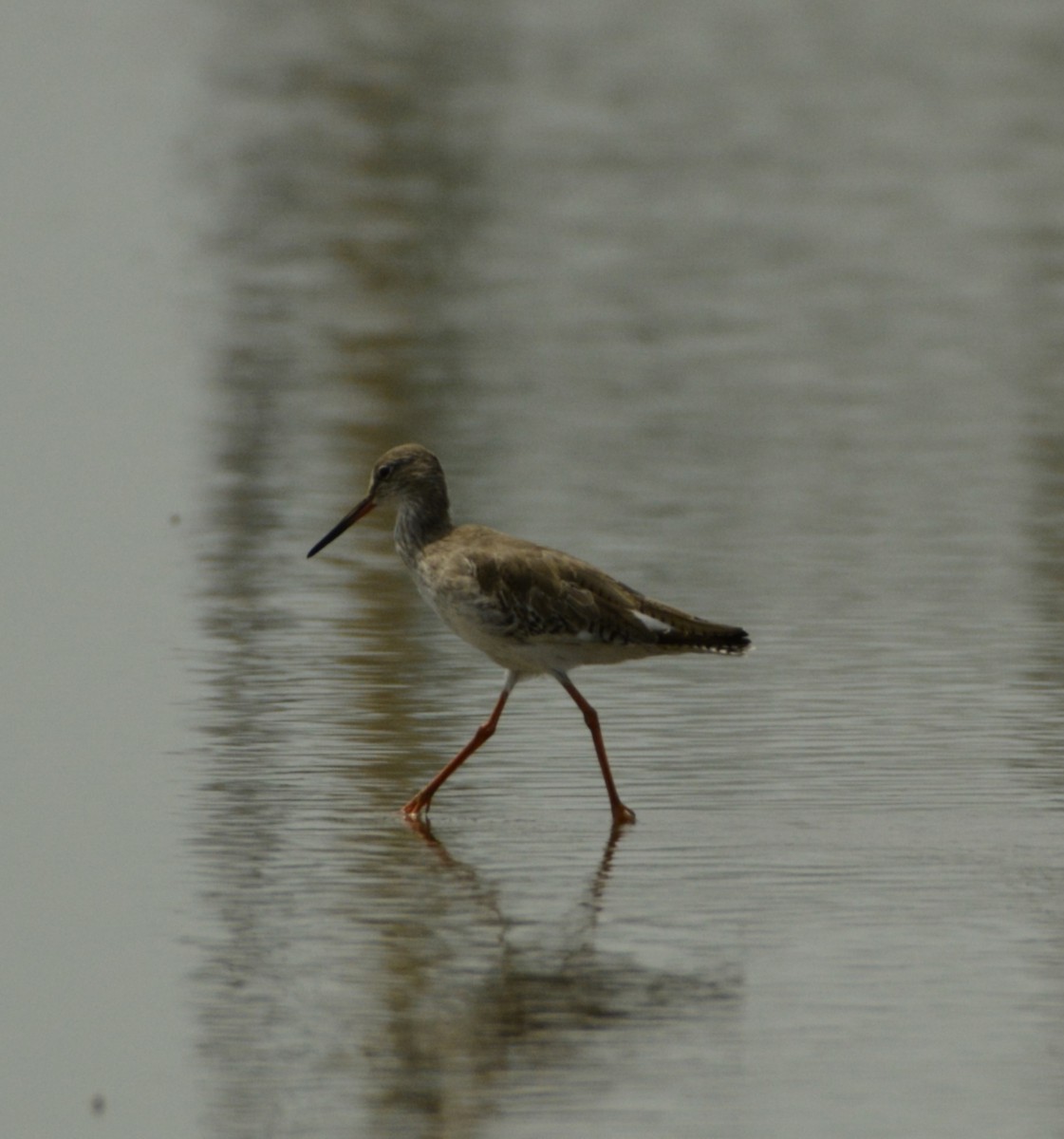 Common Redshank - SWARUP SAHA