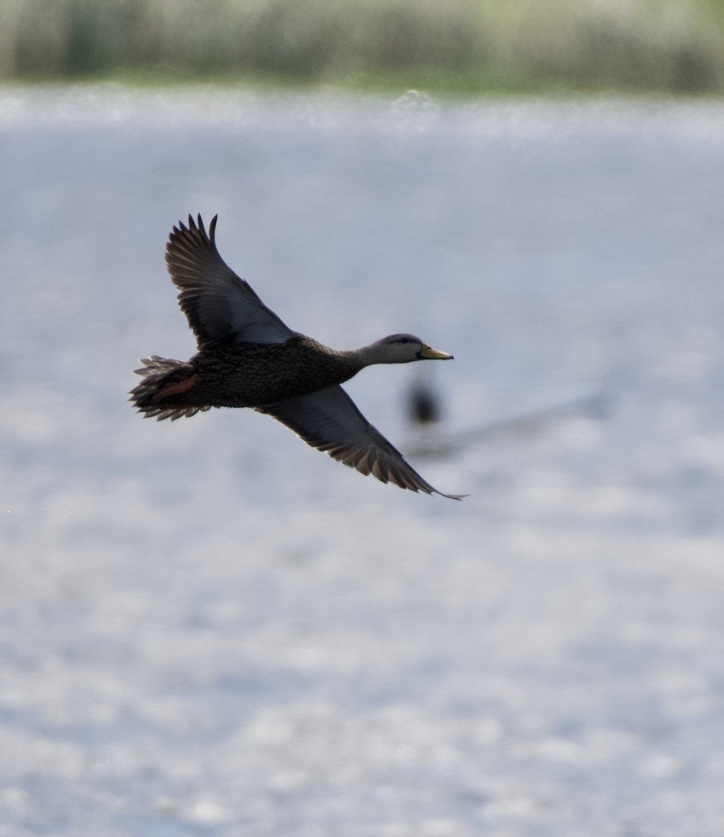 Mottled Duck (Florida) - ML214609451