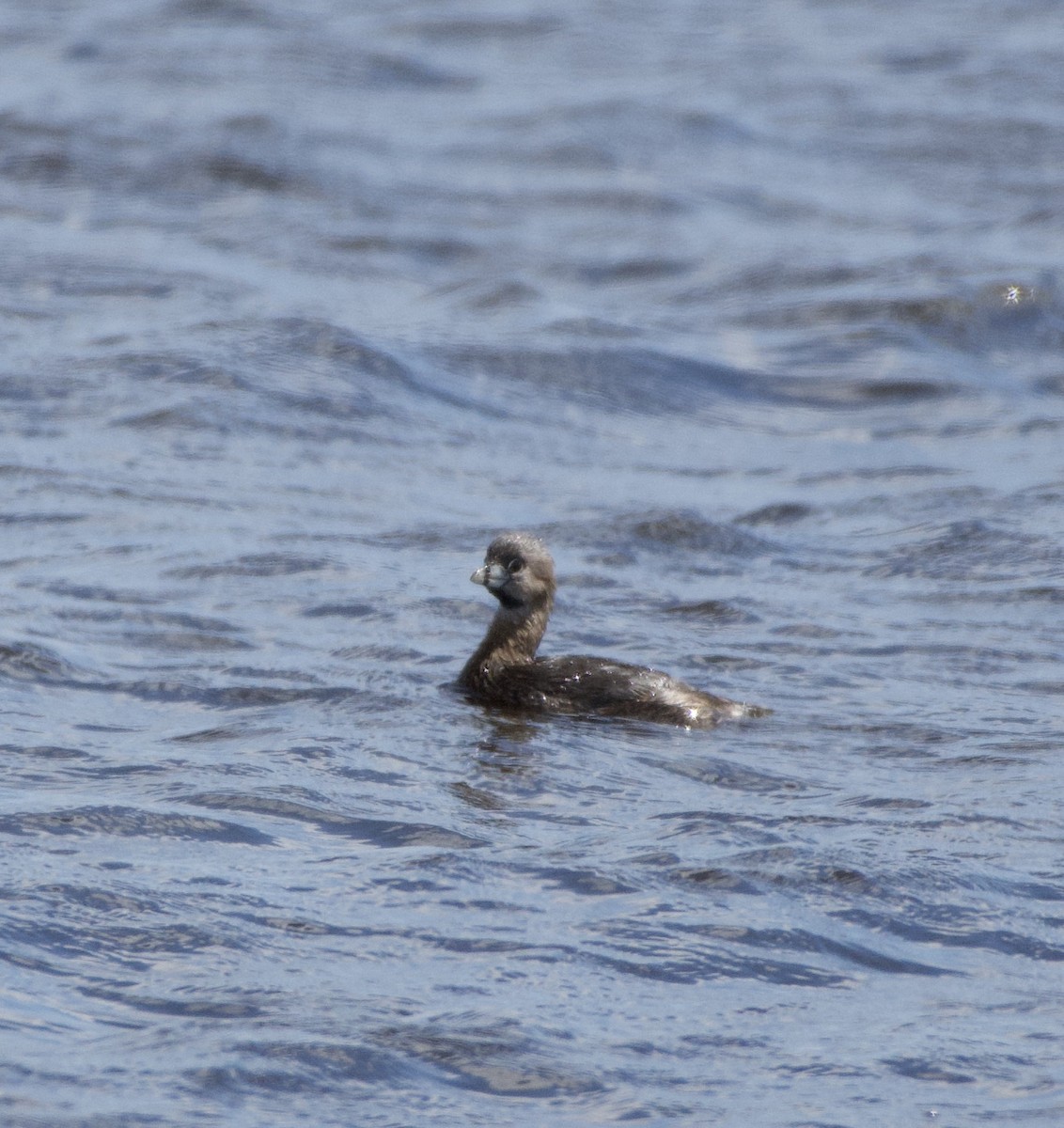 Pied-billed Grebe - ML214609521