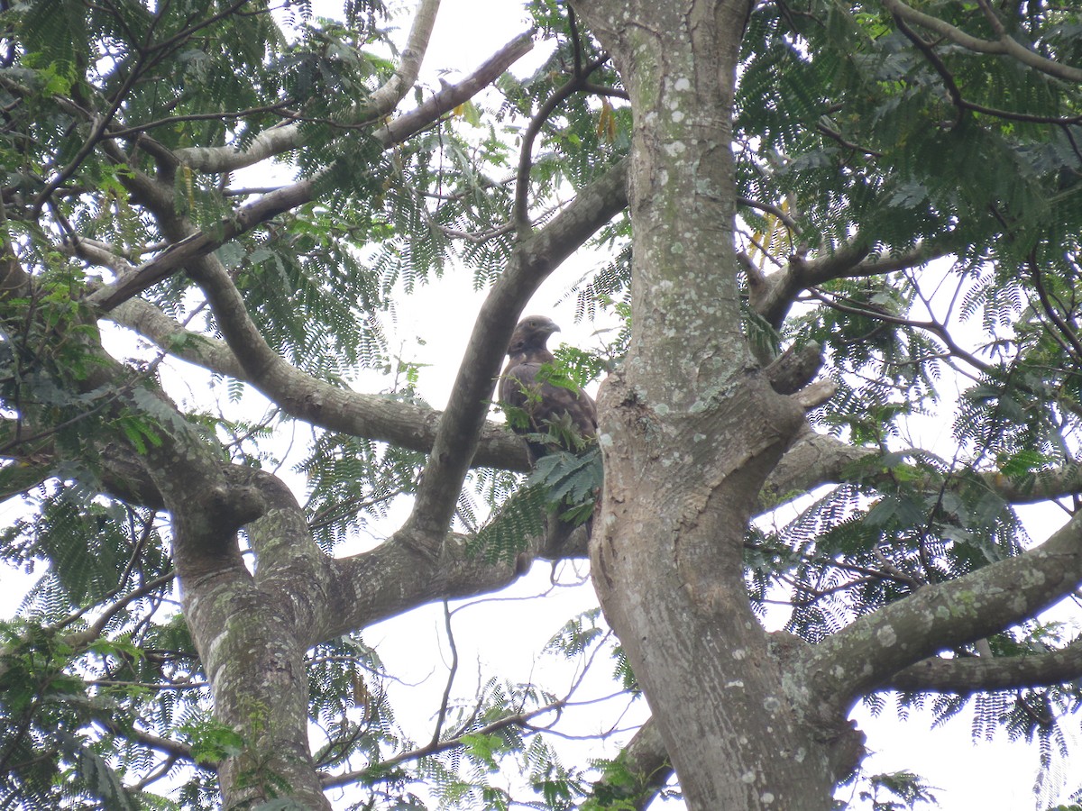 Oriental Honey-buzzard - ML214609781