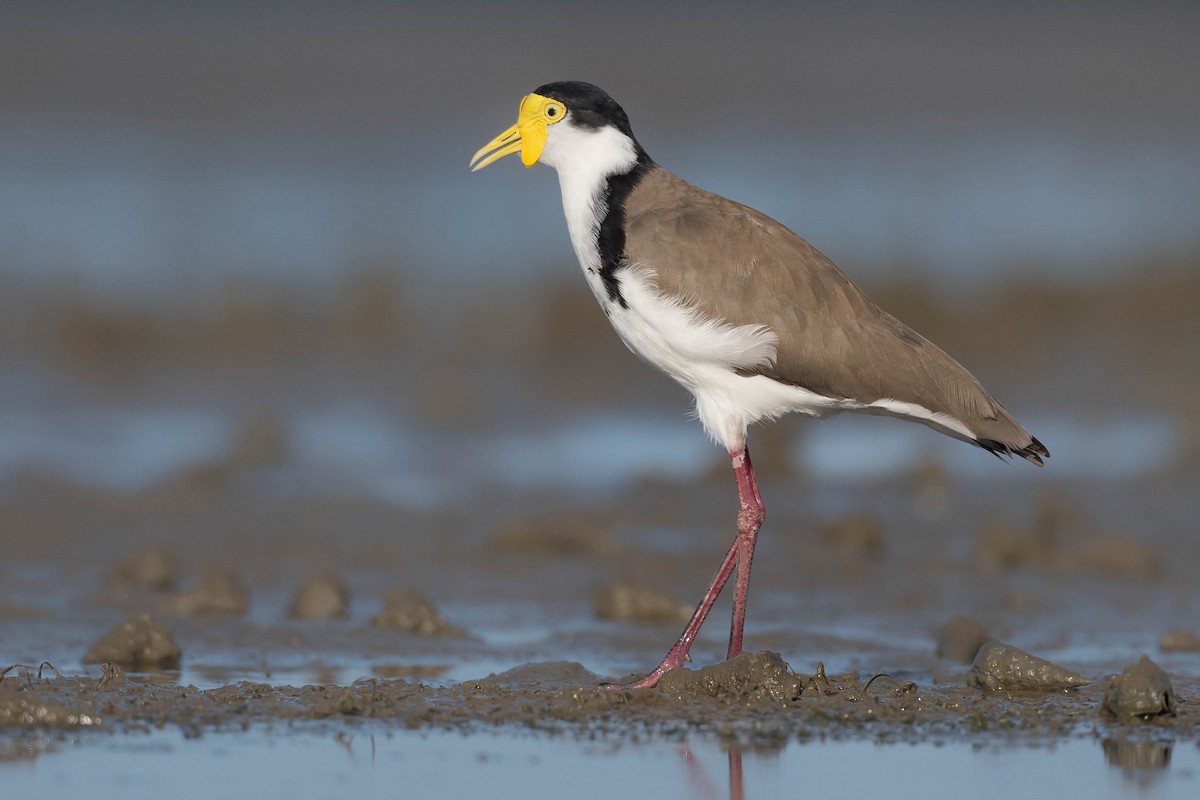 Masked Lapwing - ML214614251
