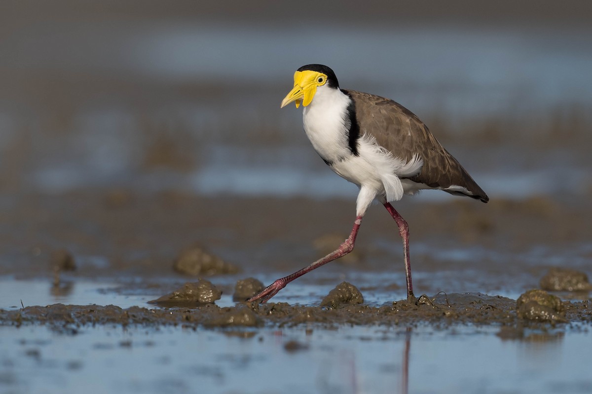Masked Lapwing - ML214614341