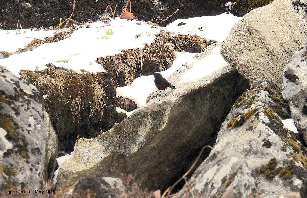 White-capped Redstart - ML214614421