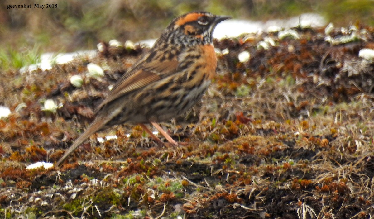 Rufous-breasted Accentor - ML214614561