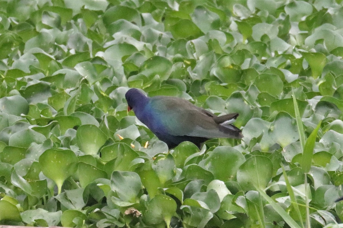 Purple Gallinule - ML214615051