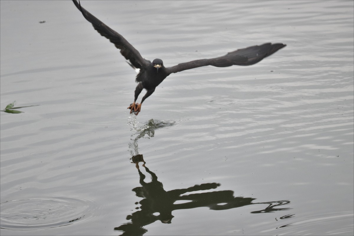 Snail Kite - ML214615461