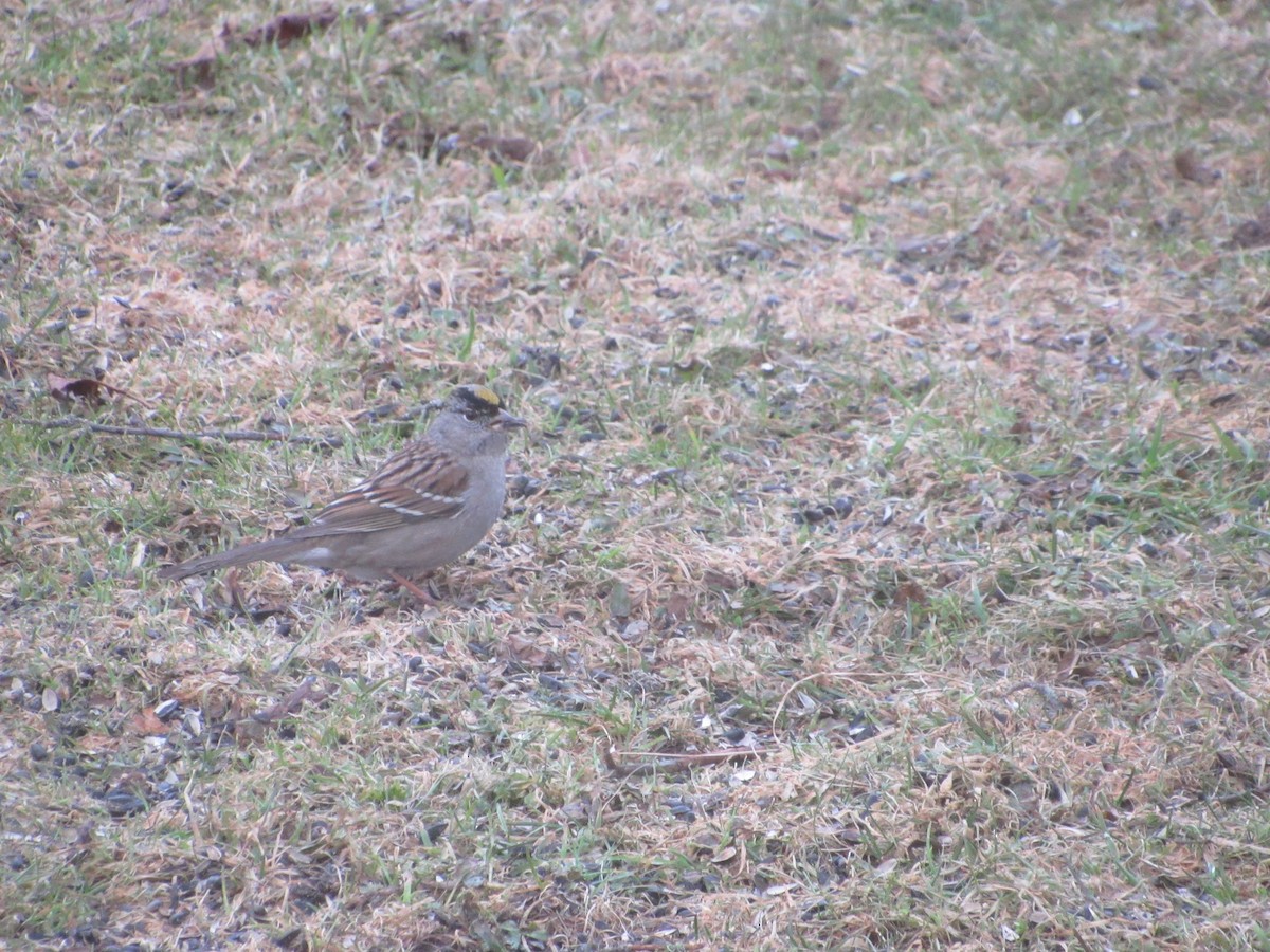 Golden-crowned Sparrow - ML214617071