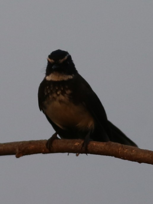 Spot-breasted Fantail - ML214617471
