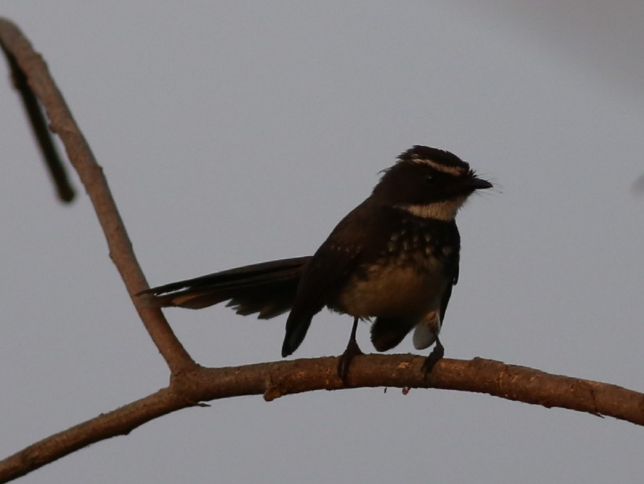 Spot-breasted Fantail - ML214617481