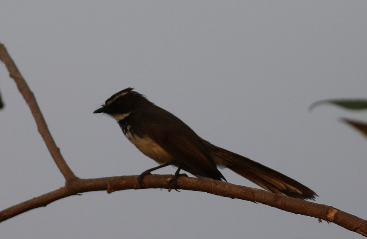 Spot-breasted Fantail - ML214617491
