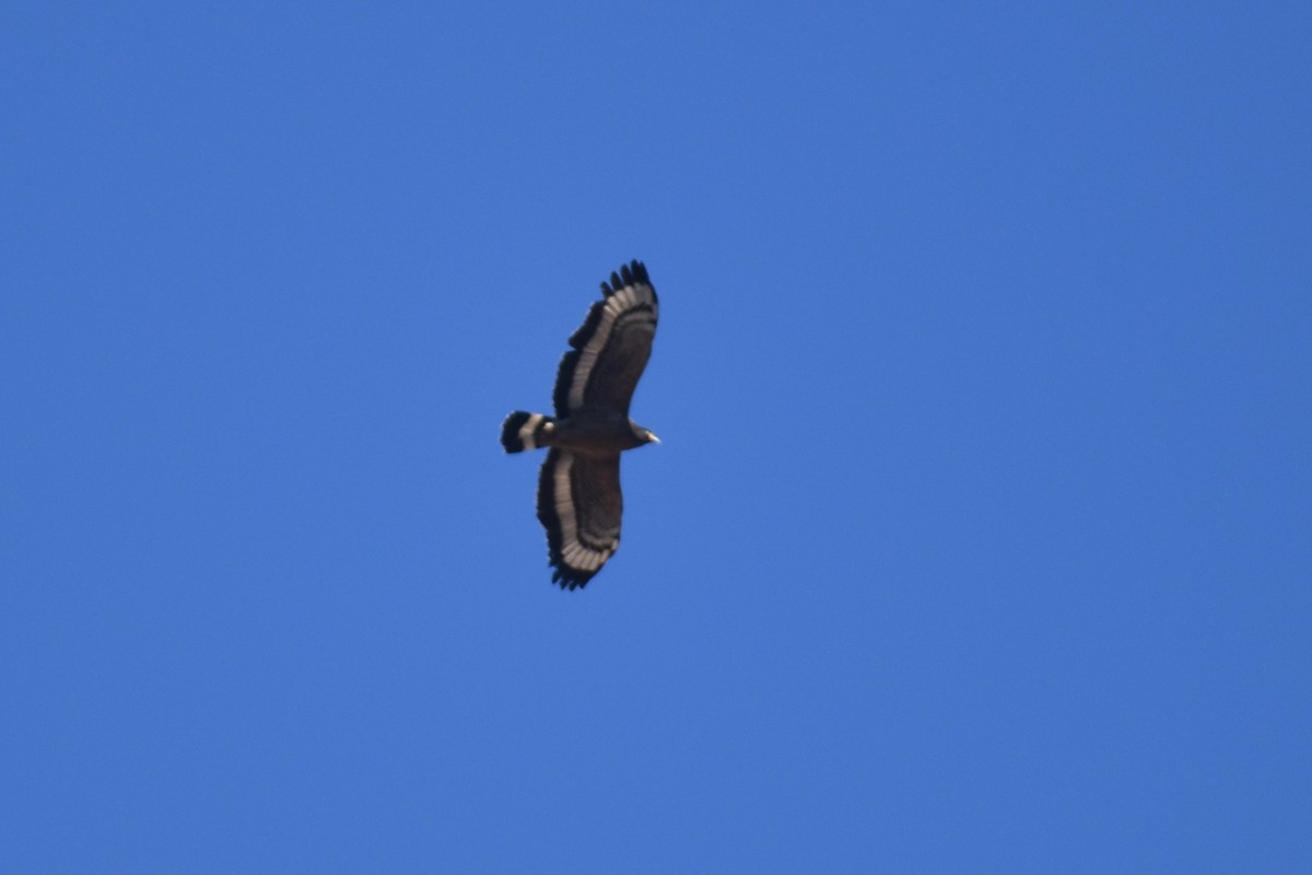 Crested Serpent-Eagle - ML214621471