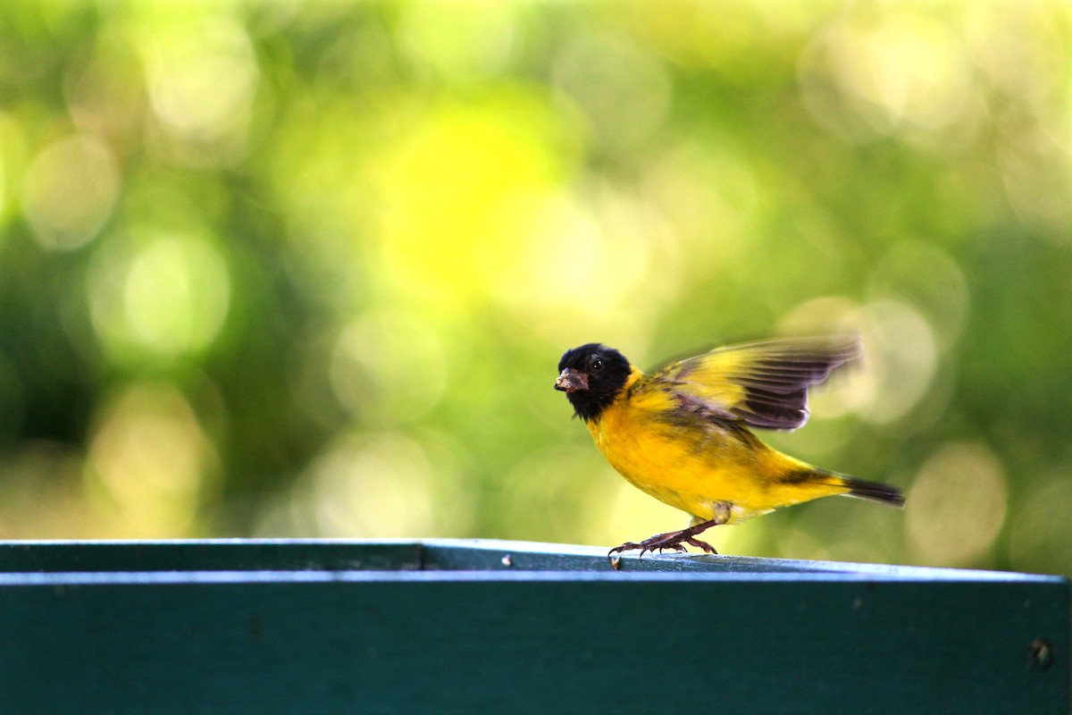 Hooded Siskin - ML214622431