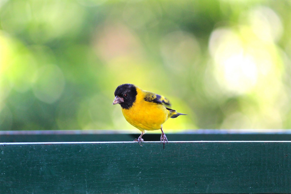 Hooded Siskin - ML214622441