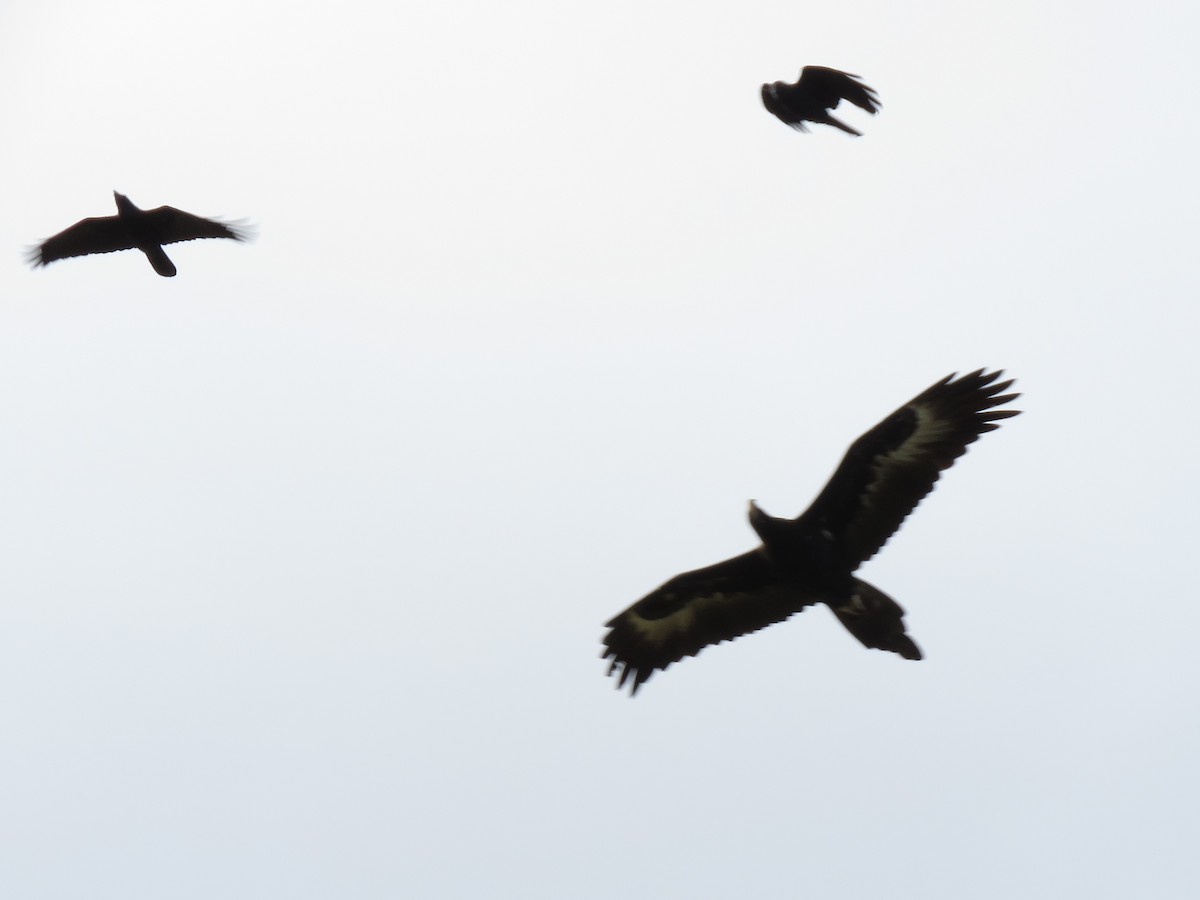 Wedge-tailed Eagle - ML214623001