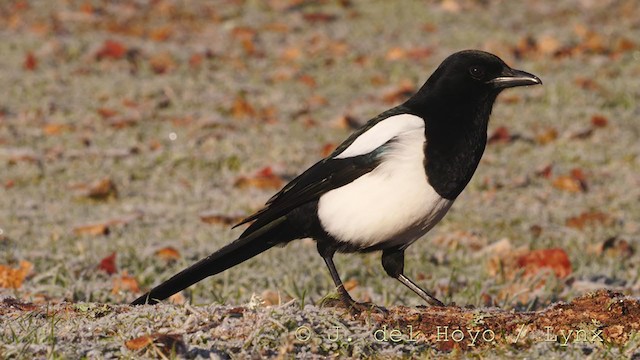 Eurasian Magpie (Iberian) - ML214625091