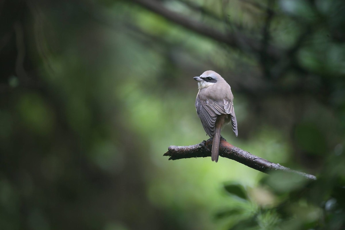 Brown Shrike - Ting-Wei (廷維) HUNG (洪)