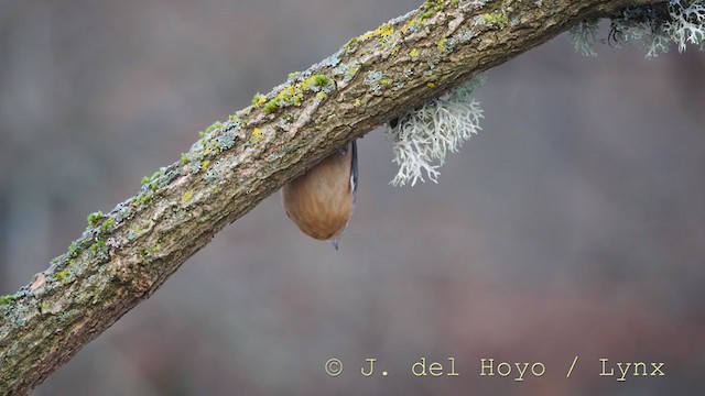 Eurasian Nuthatch - ML214629151