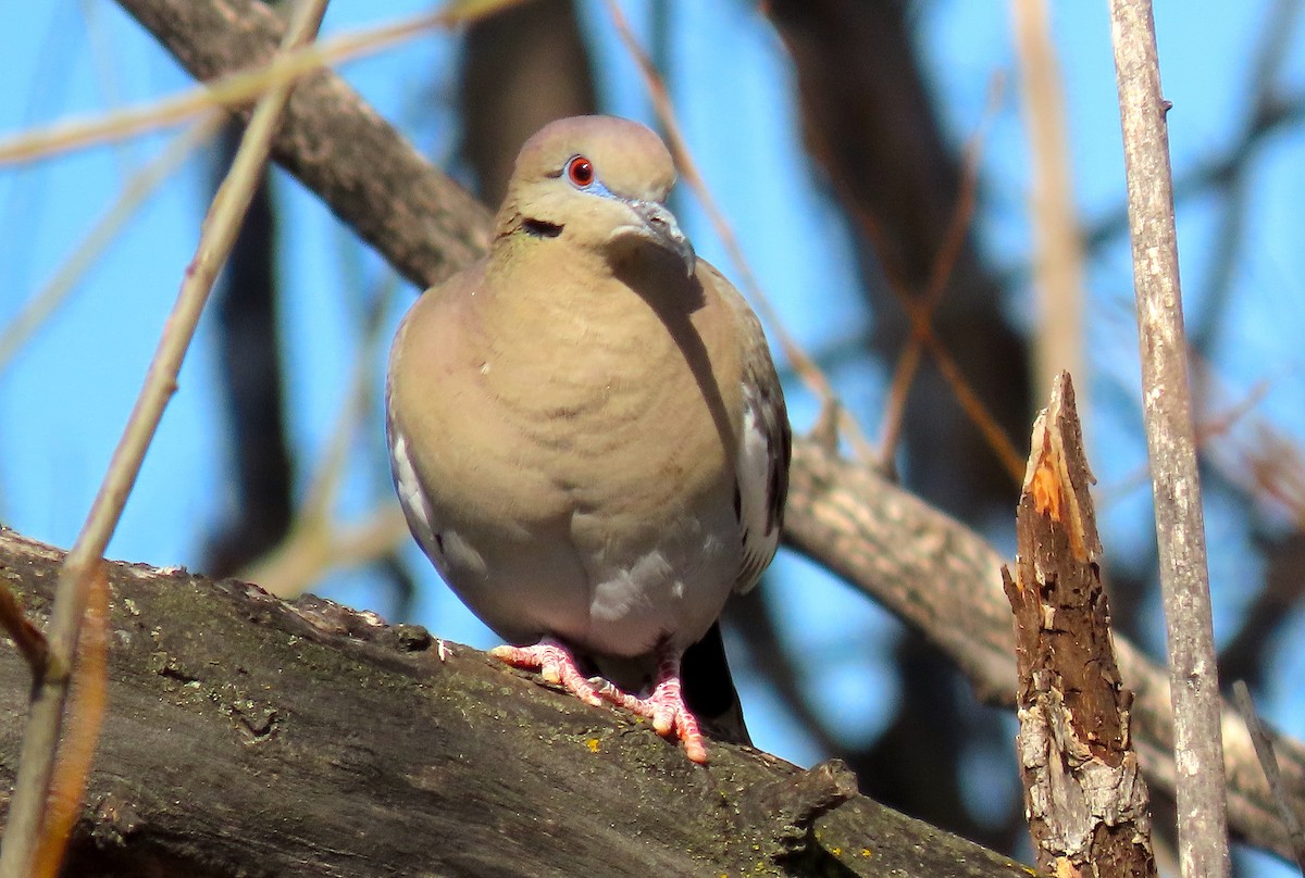 White-winged Dove - ML214629621