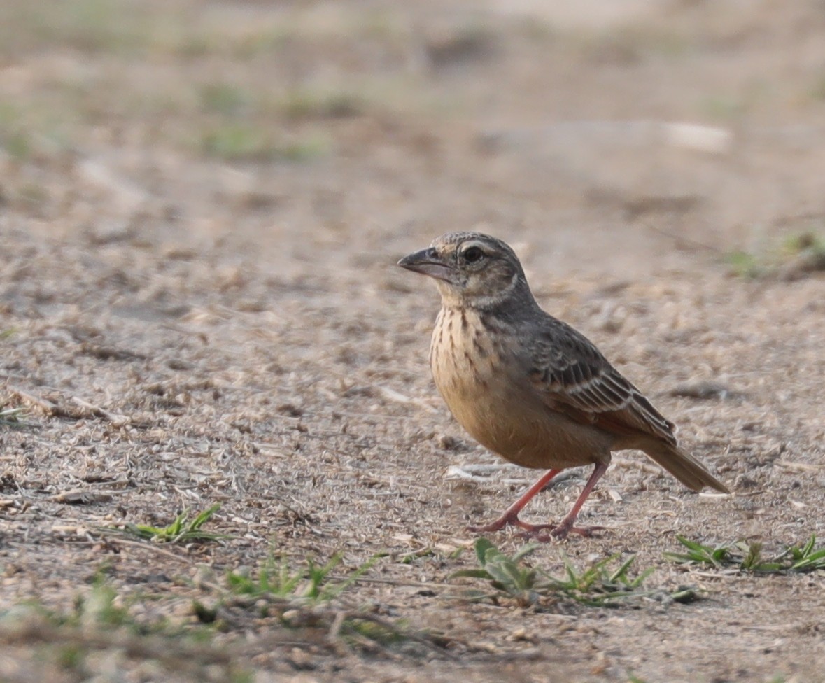 Bengal Bushlark - ML214629751