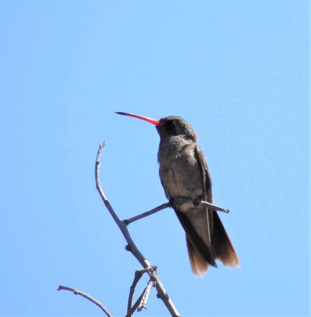 Dusky Hummingbird - ML214629861