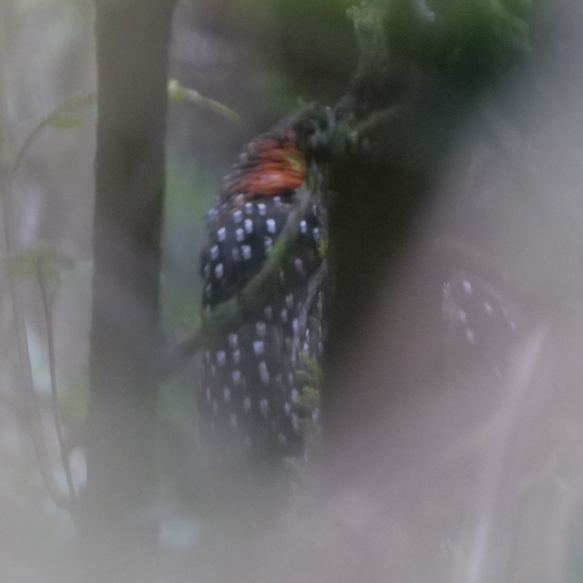 Ocellated Tapaculo - Mike Grant