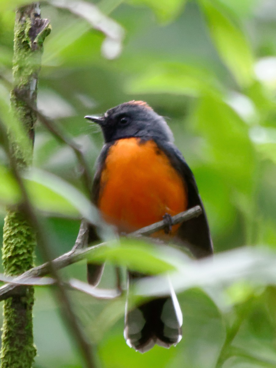 Slate-throated Redstart - ML214635341