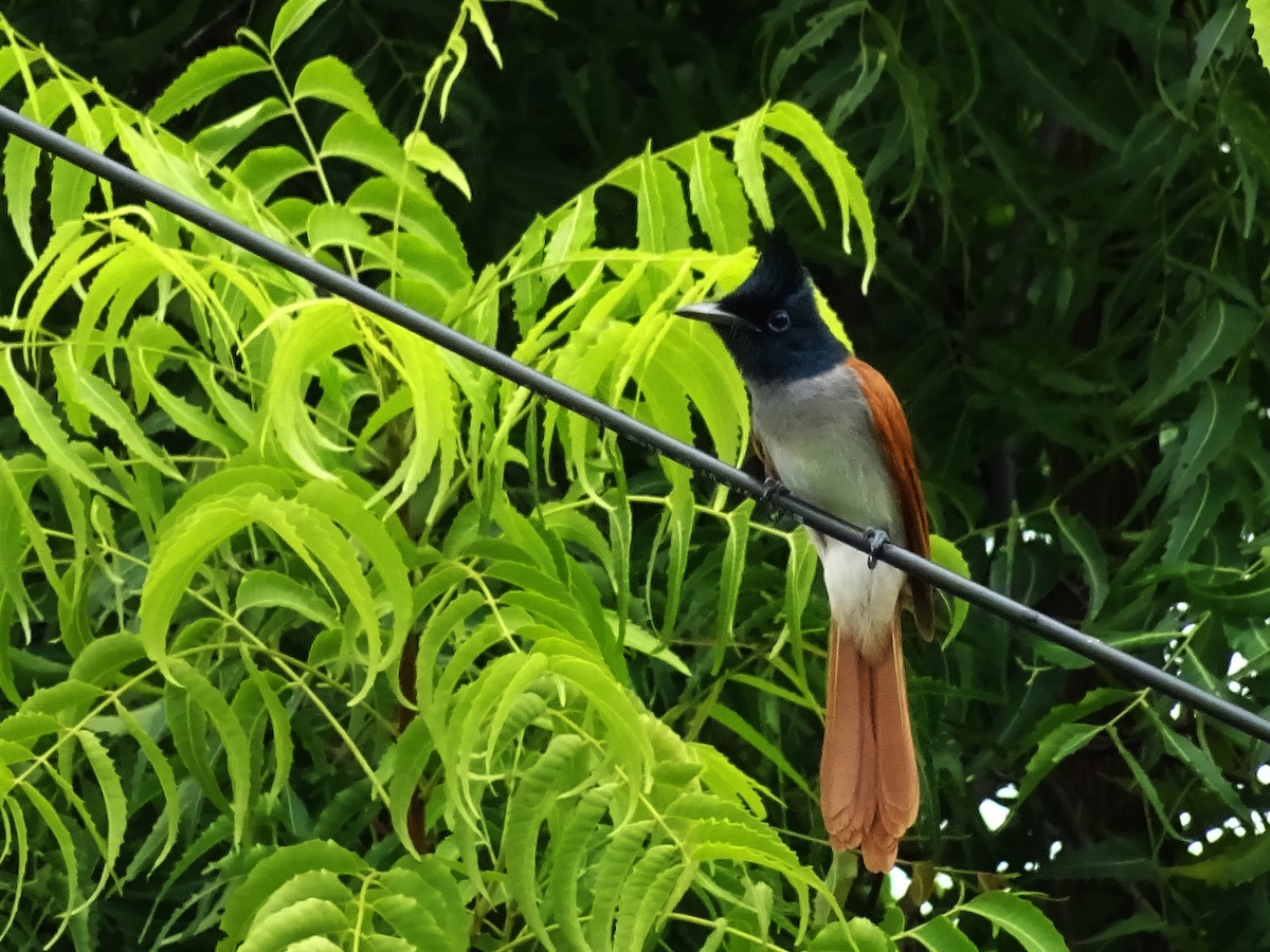 lejskovec rajský - ML21463541