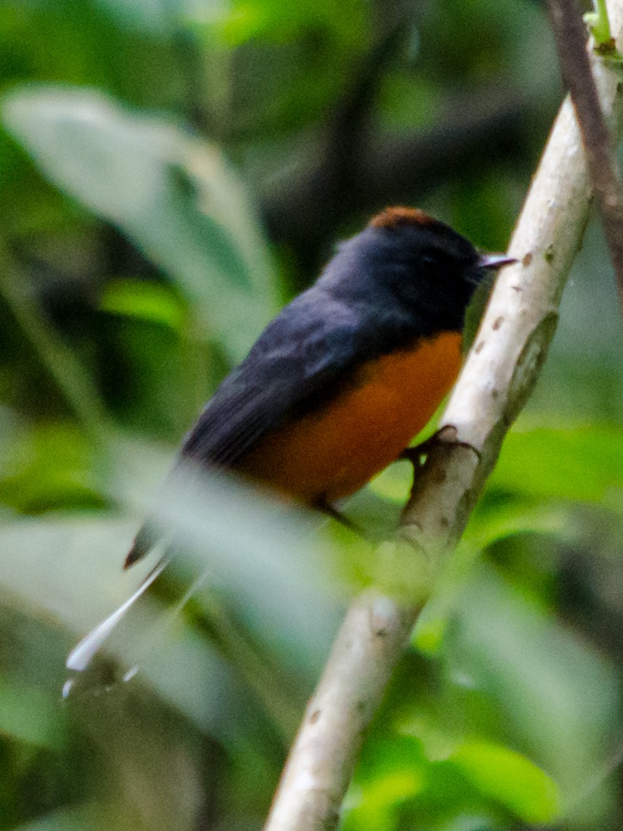 Slate-throated Redstart - ML214635721