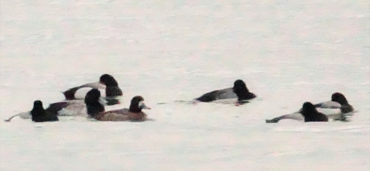 Greater Scaup - ML214635961