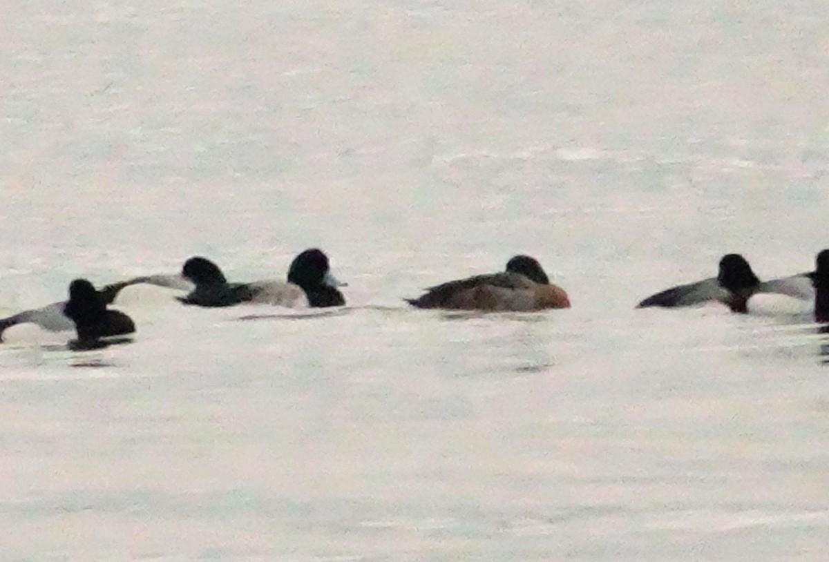 Greater Scaup - ML214635971