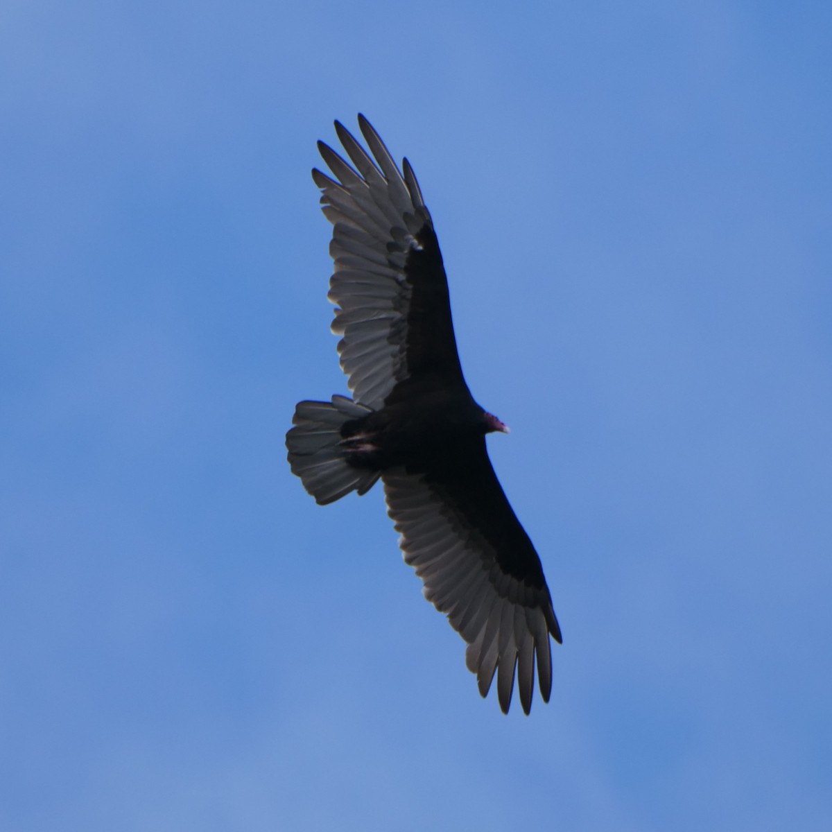 Turkey Vulture - Mike Grant