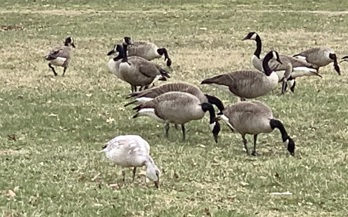 Snow Goose - ML214637851