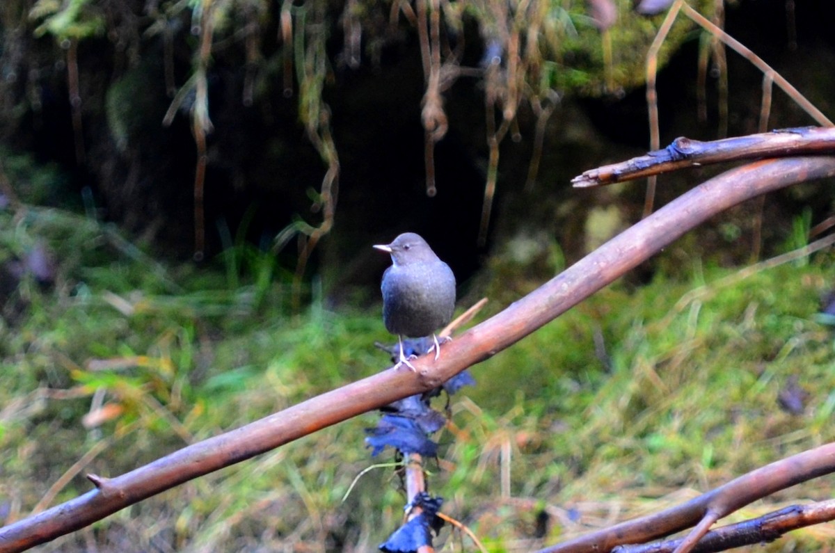 American Dipper - ML21463791