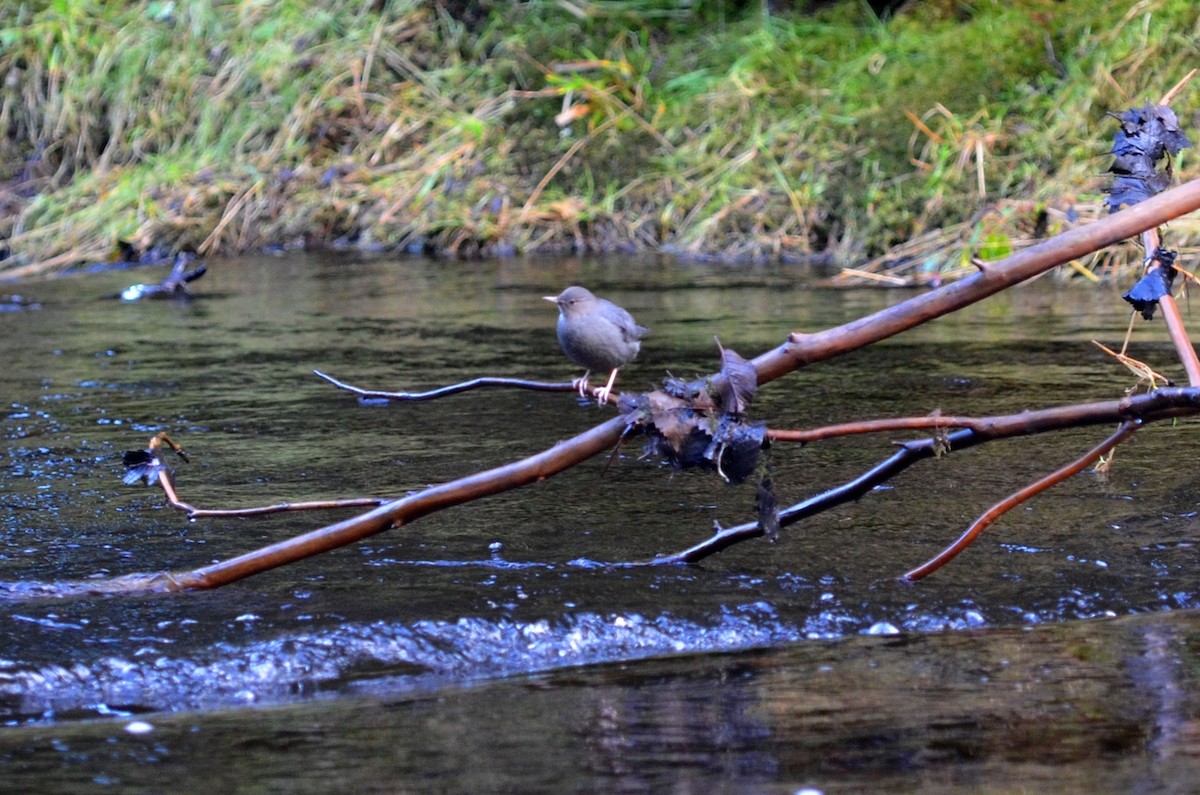 American Dipper - ML21463801