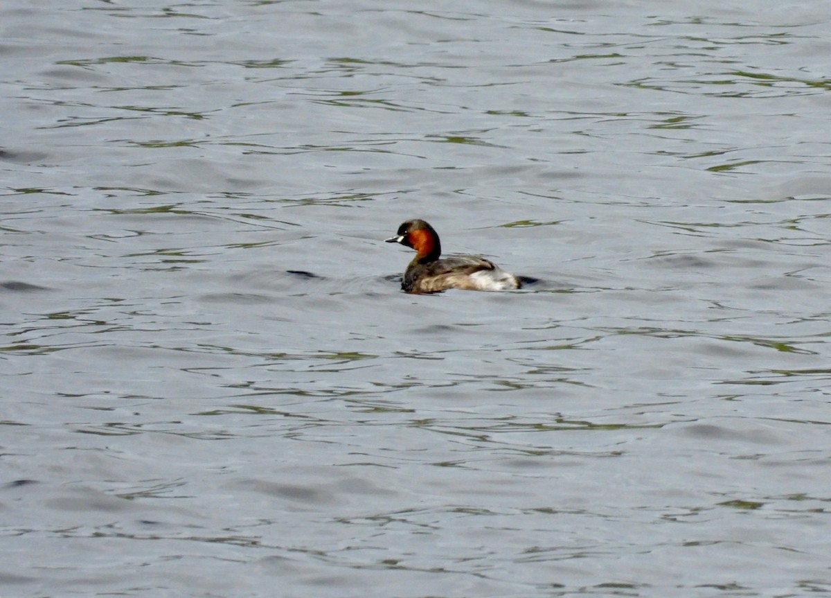 Little Grebe - Marie-Pierre Rainville