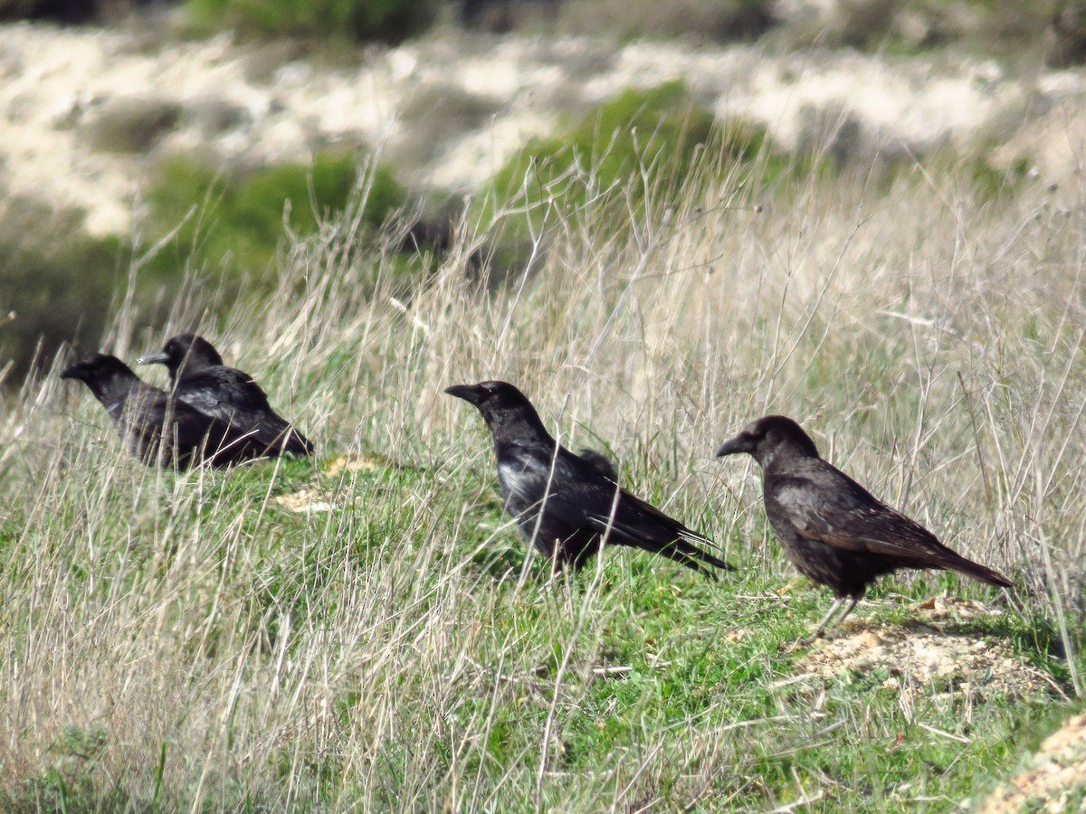 עורב אירופי - ML214641461