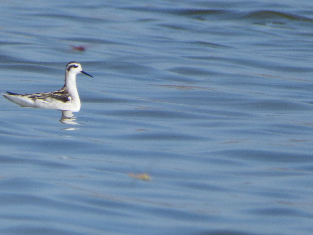 Red-necked Phalarope - ML214644221