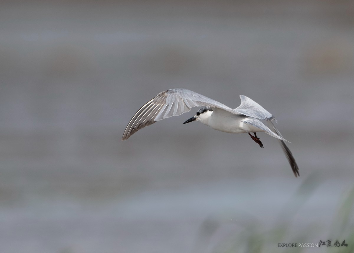 Whiskered Tern - ML214644811