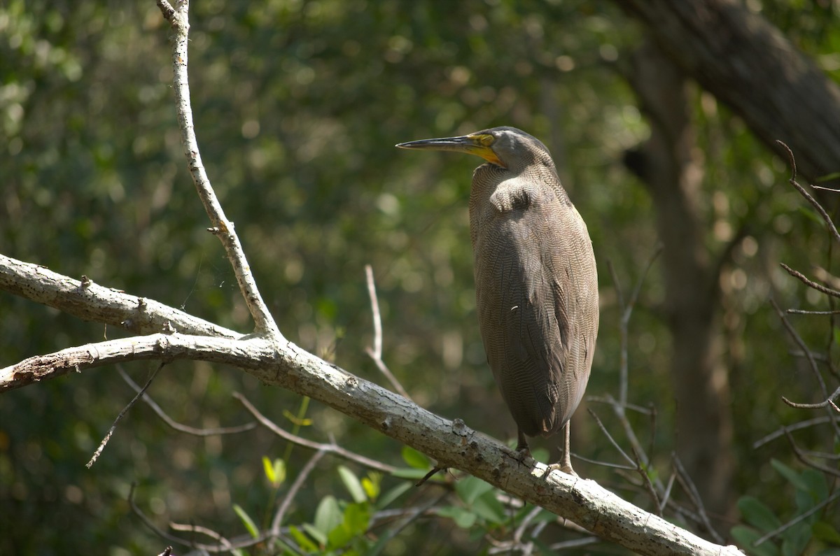 Bare-throated Tiger-Heron - ML214645381