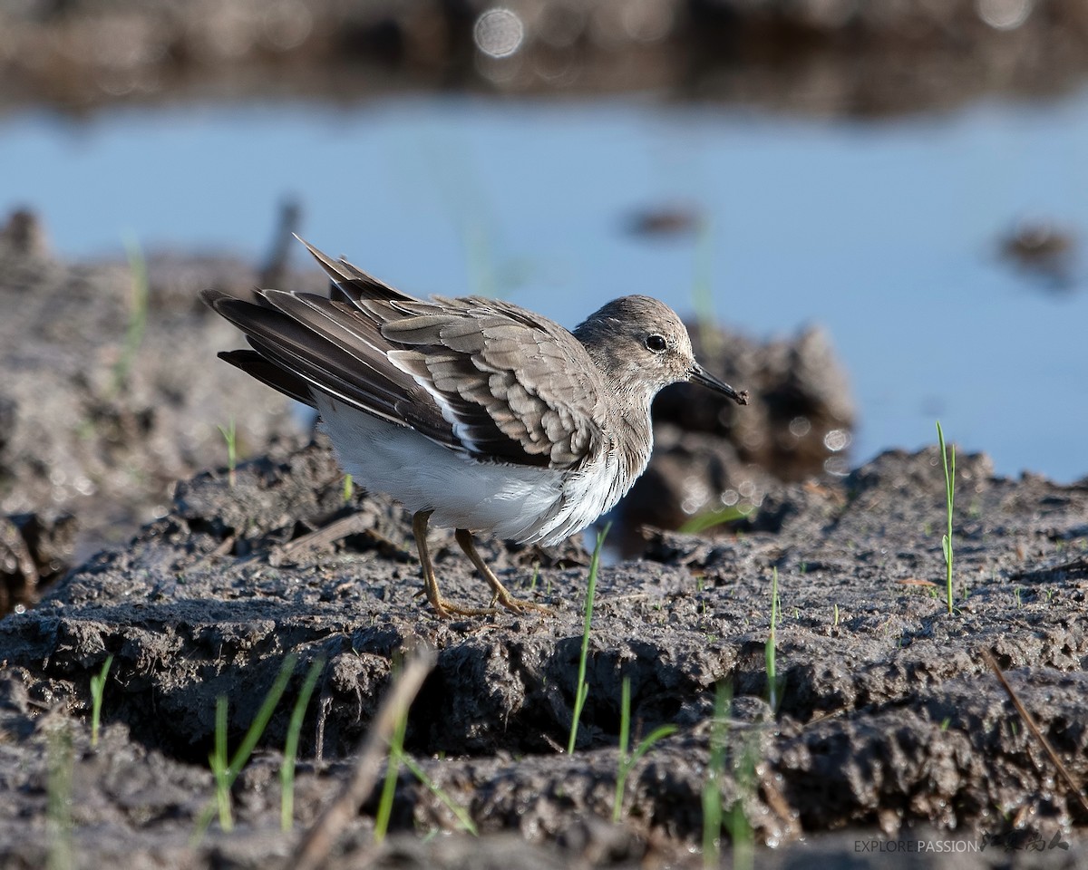 temmincksnipe - ML214645751