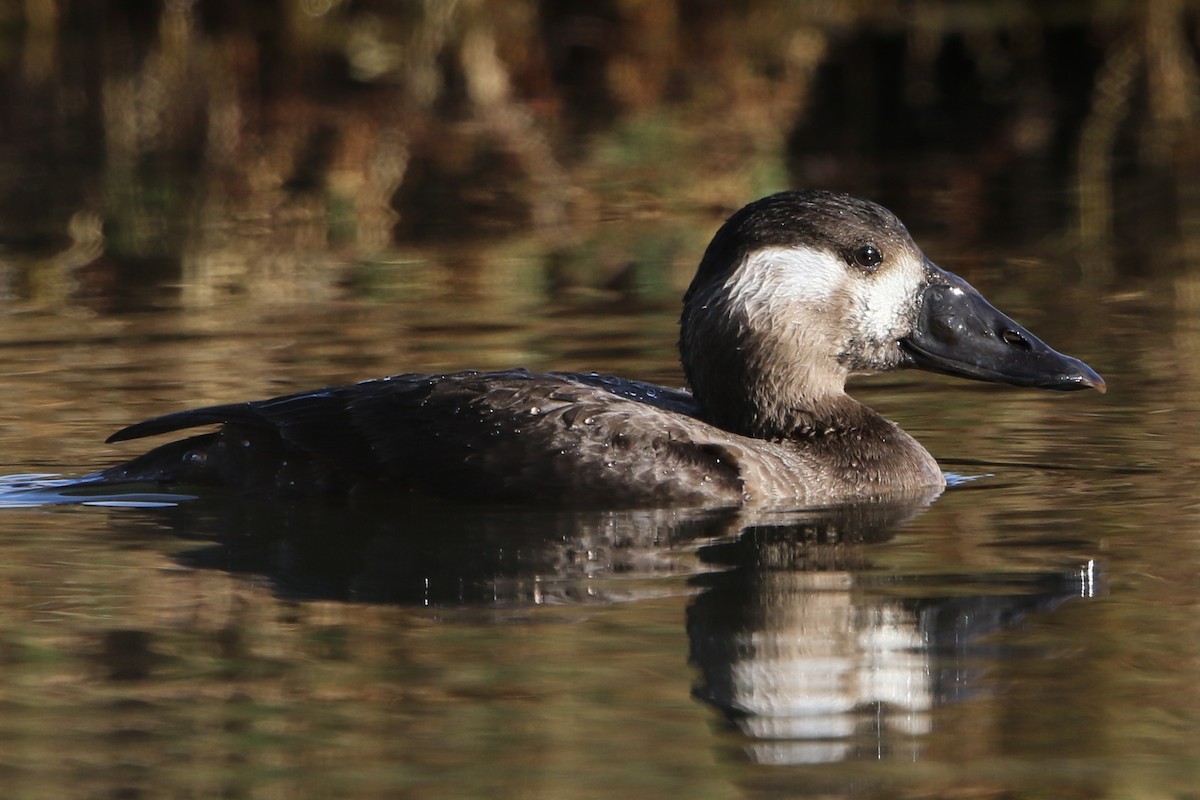 Surf Scoter - ML21464671