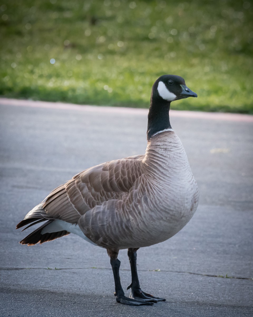 Cackling Goose - James Kendall